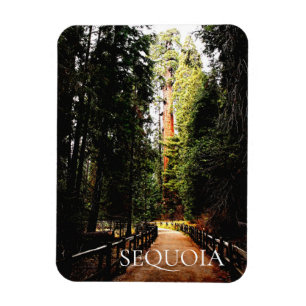 Sequoia Forest, Park Trail, Sequoia National Park Magnet