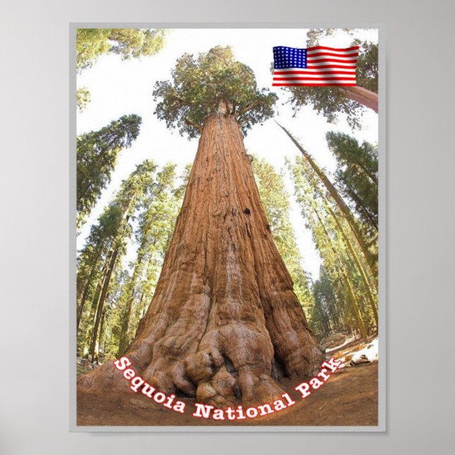 Sequoia - General Sherman Tree - United States - Poster (Front)