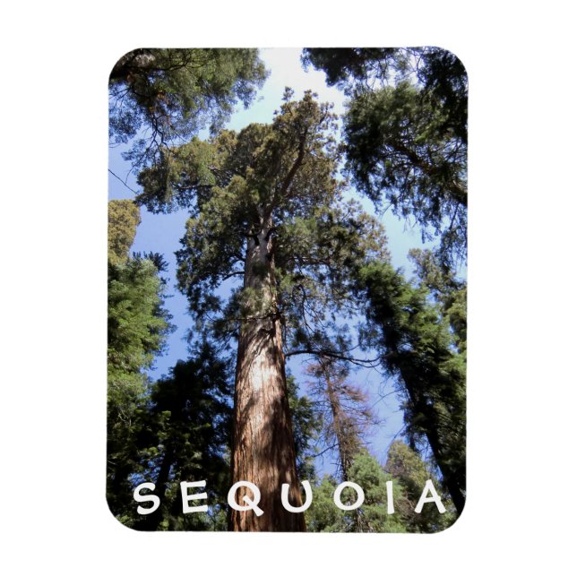 Sequoia Kings Canyon Magnet (Vertical)