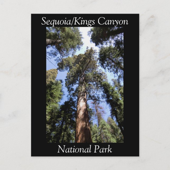 Sequoia Kings Canyon National Park Postcard (Front)