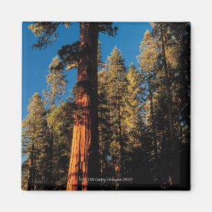 Sequoia National Park , California 2 Magnet