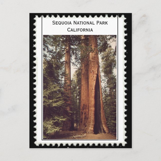 Sequoia National Park California Postcard (Front)