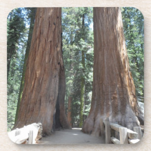 Sequoia National Park Coaster