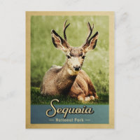 Sequoia National Park Deer Vintage Travel