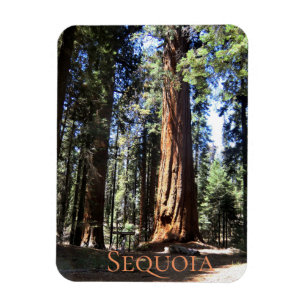 Sequoia National Park Magnet