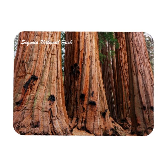 Sequoia National Park Magnet (Horizontal)