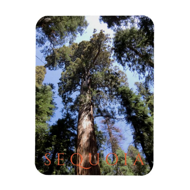 Sequoia National Park Magnet (Vertical)