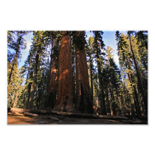 Sequoia National Park Photo Print
