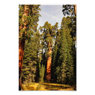 Sequoia National Park Photo Print