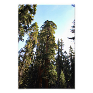 Sequoia National Park Photo Print