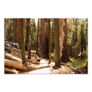 Sequoia National Park Photo Print