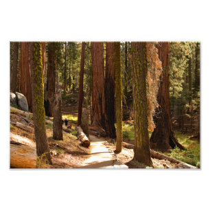 Sequoia National Park Photo Print