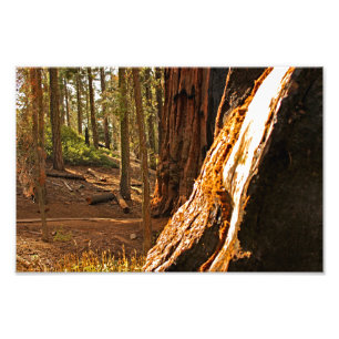 Sequoia National Park Photo Print