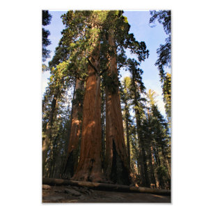 Sequoia National Park Photo Print