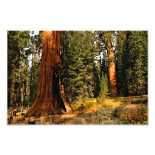 Sequoia National Park Photo Print