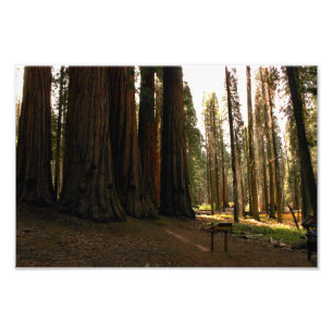 Sequoia National Park Photo Print
