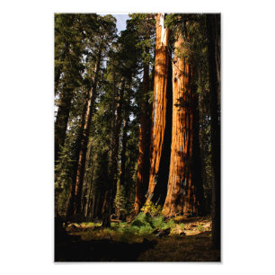Sequoia National Park Photo Print
