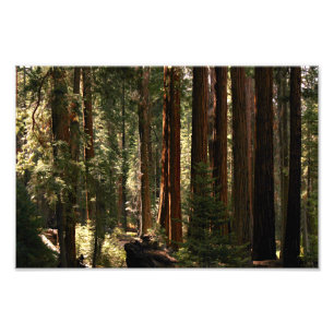 Sequoia National Park Photo Print