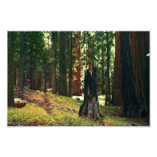 Sequoia National Park Photo Print
