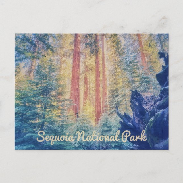 Sequoia National Park Postcard (Front)