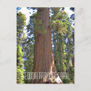 Sequoia National Park Postcard