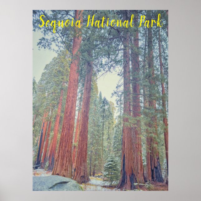 Sequoia National Park Poster (Front)