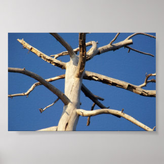 sequoia national park poster