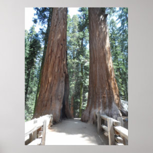 Sequoia National Park Poster