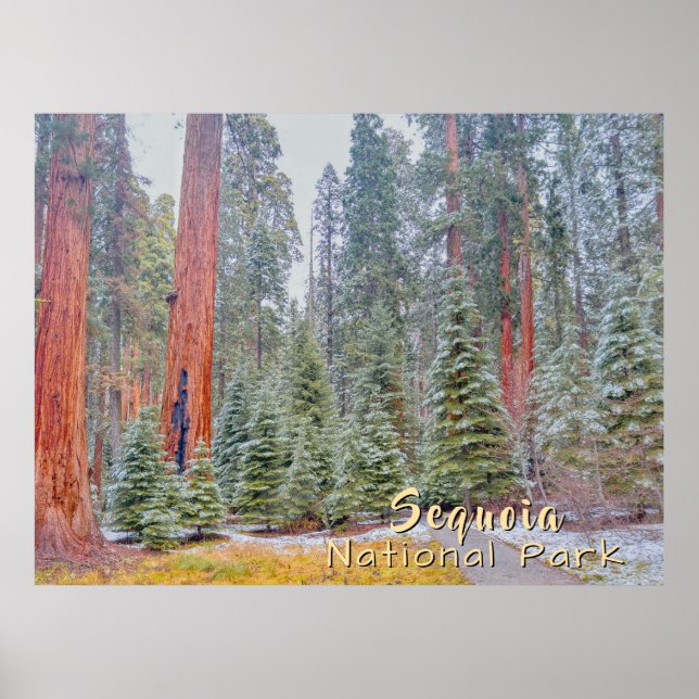 Sequoia National Park Poster (Front)