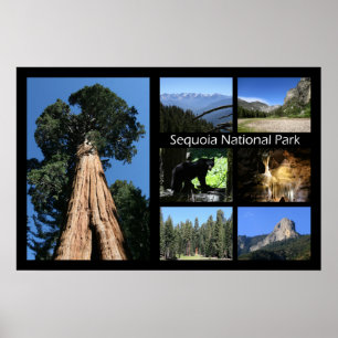 Sequoia National Park Poster by J.W. Fatherree