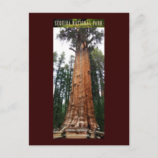 SEQUOIA NAT'L PARK-California-General Sherman Postcard