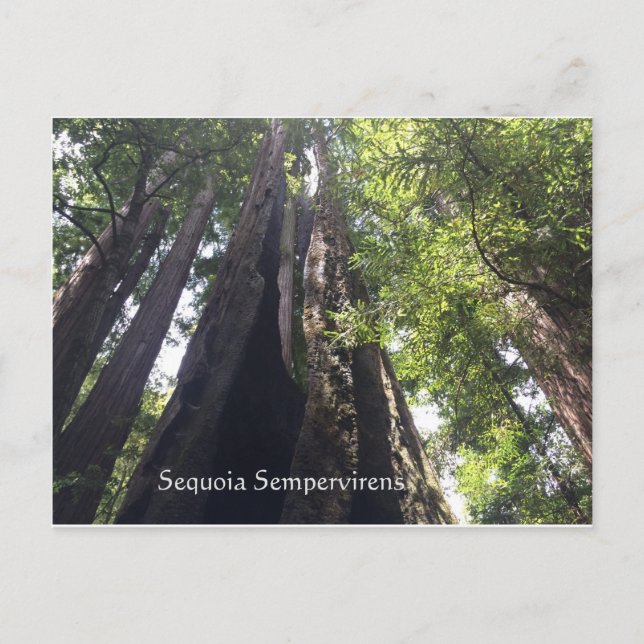 Sequoia Sempervirens Postcard (Front)