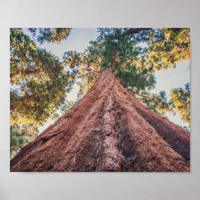Sequoia Shrine | Poster (Front)