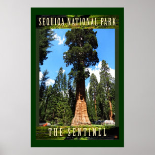 Sequoia The Sentinel-Poster Poster