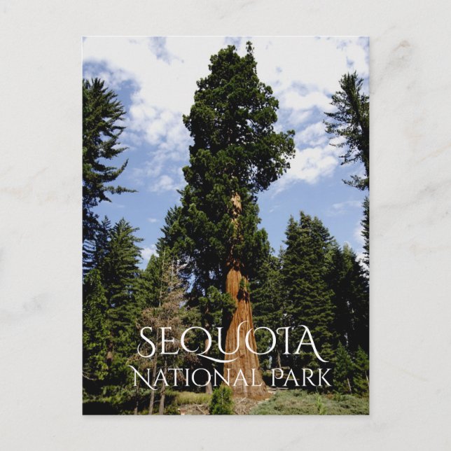 Sequoia Tree against Blue Sky, Sequoia NP Postcard (Front)