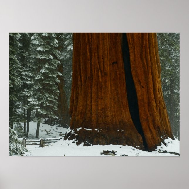 Sequoia Tree Poster (Front)