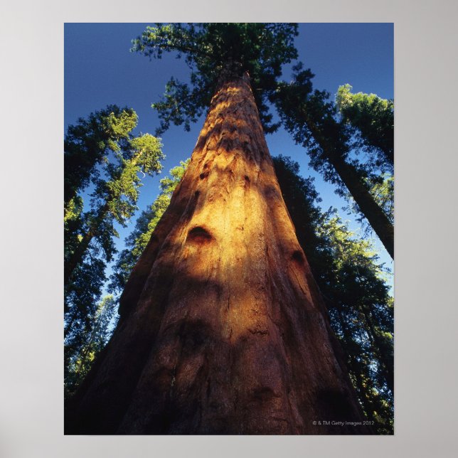 Sequoia trees poster (Front)