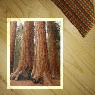 Sequoia Trees, Sequoia National Park, California Jigsaw Puzzle
