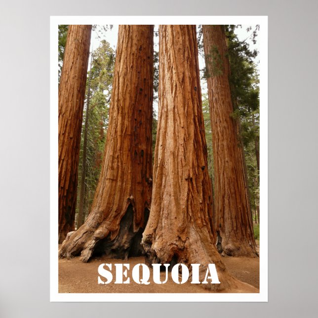 Sequoia Trees, Sequoia National Park, California Poster (Front)