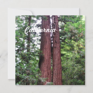 Sequoias