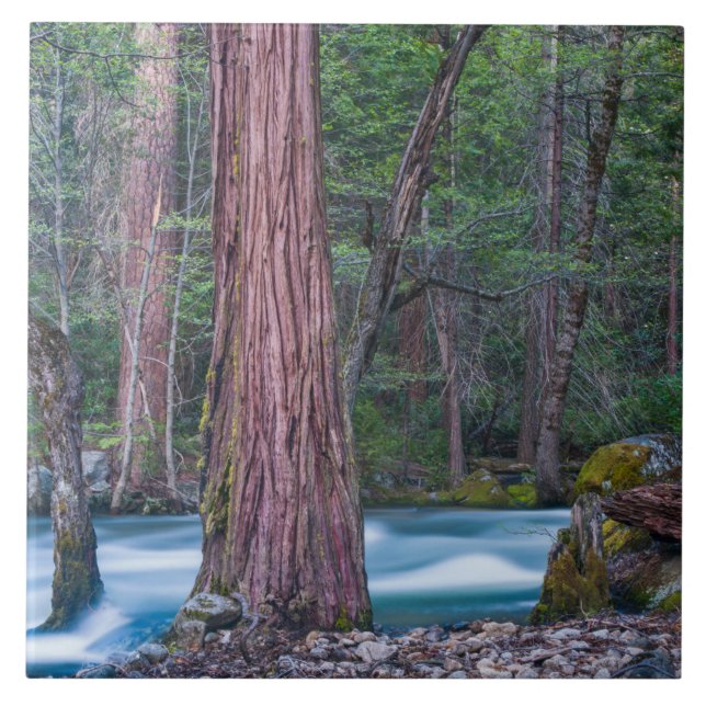 Sequoias & Merced River Yosemite National Park, CA Ceramic Tile (Front)