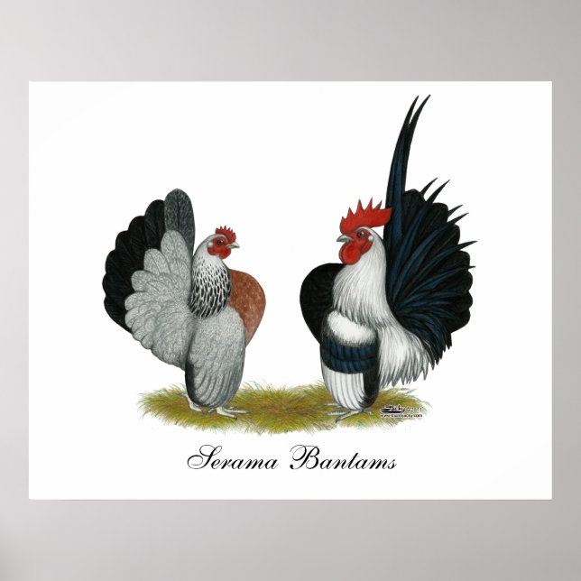 Serama Bantams Poster (Front)