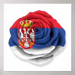Serbian Rose Flag on White Poster