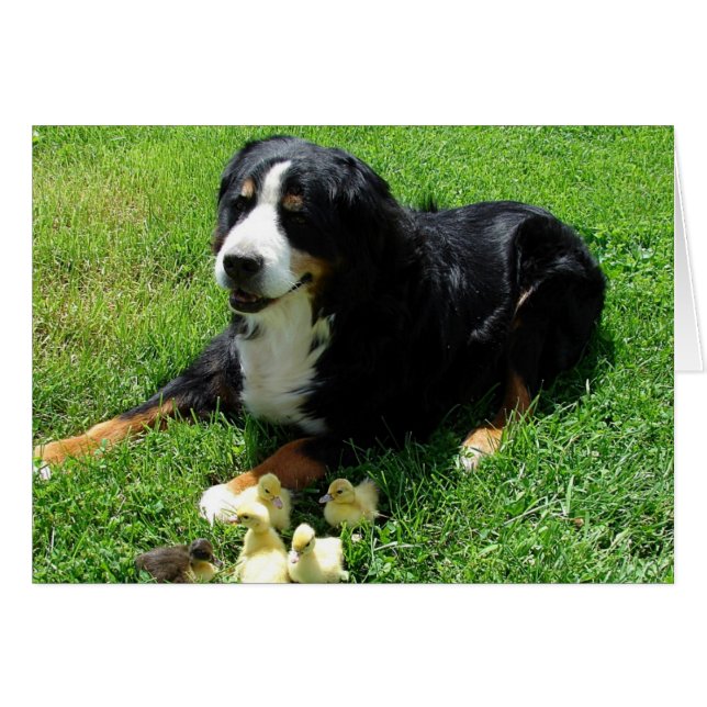 Serena and the Ducklings All Occasions Card (Front Horizontal)