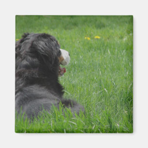 Serena in the Sun 2 Magnet