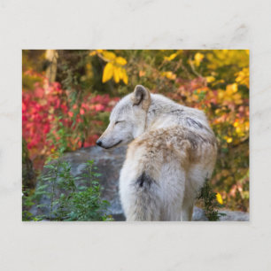 Serene Autumn Wolf Postcard