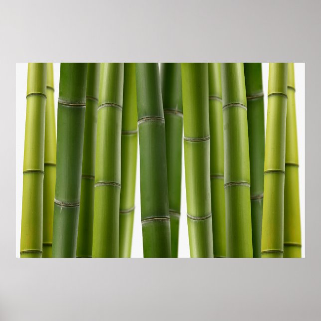 Serene Bamboo Poster (Front)