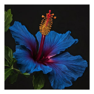 "Serene Bloom: The Beauty of Blue Hibiscus Flowers Poster