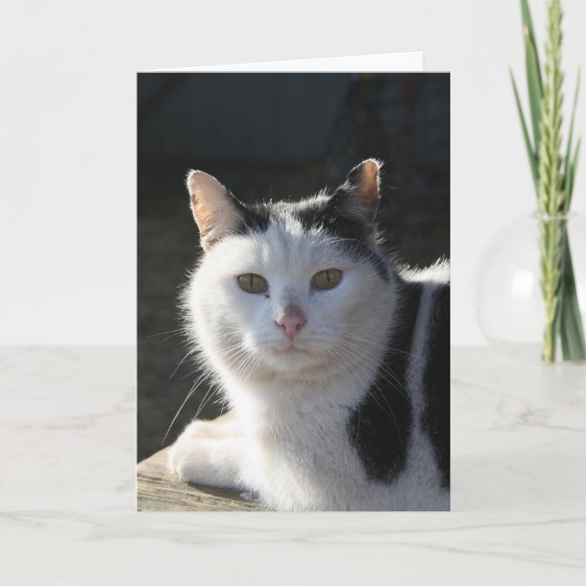 Serene Cat Card (Front)