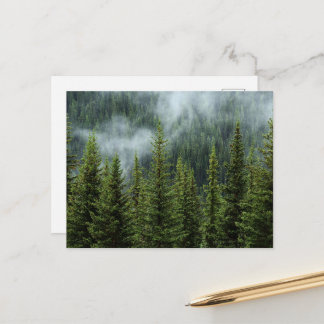 Serene Forest Meadow Postcard